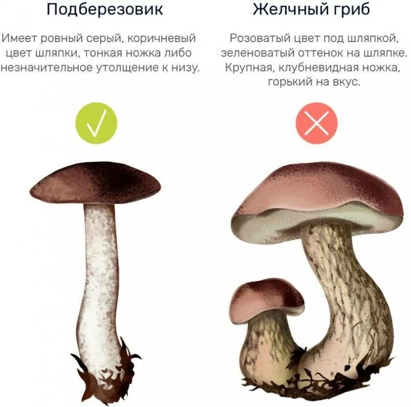 Почему подберезовик. Подберезовик ложный подосиновик ложный. ложные грибы двойники подберезовика. подберёзовик ложный отличия. ложный боровик двойник белого гриба.