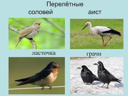 Грач и ласточка птицы