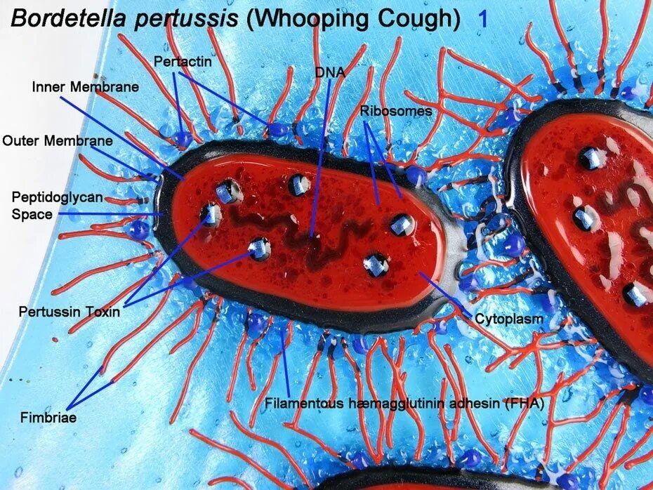 Pertussis коклюш. Бактерия Bordetella pertussis. Бордетеллы коклюша микроскопия. Бордетелла пертуссис микробиология. Бордетелла микробиология.