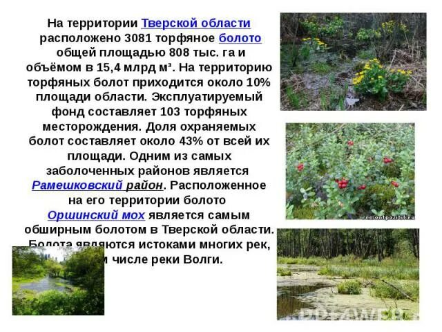 Торфяное болото 5 букв. Торфяное болото 5 букв. Торфяная трясина. Болота питера. Торфяные болота.