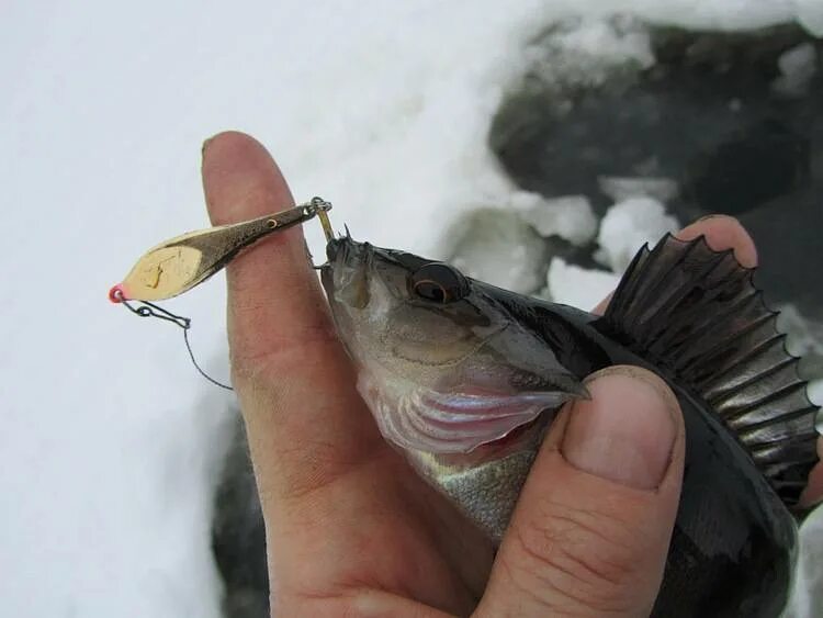 Можно ли ловить на блесну. Ловить на блесну. Зимние приманки на окуня. Блёсна на окуня для зимней рыбалки. Окуневые приманки для зимней рыбалки.