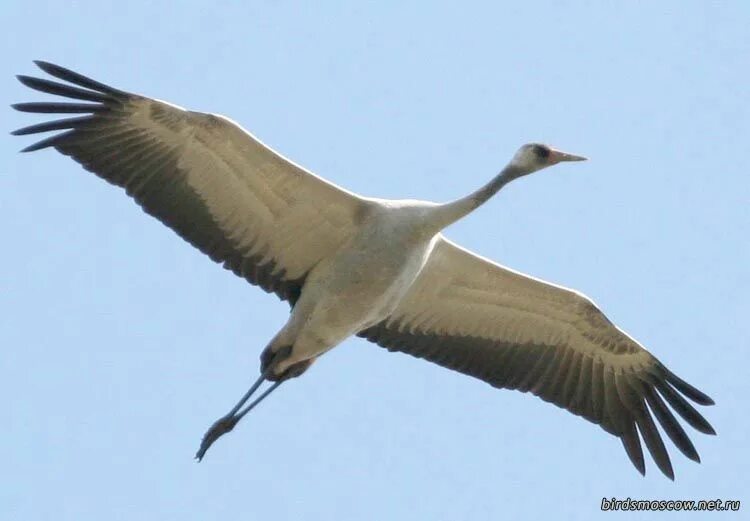 Журавль рядом с человеком. Крыло журавля. Птица нападает на человека. Серый журавль стерх. Птица атакует.