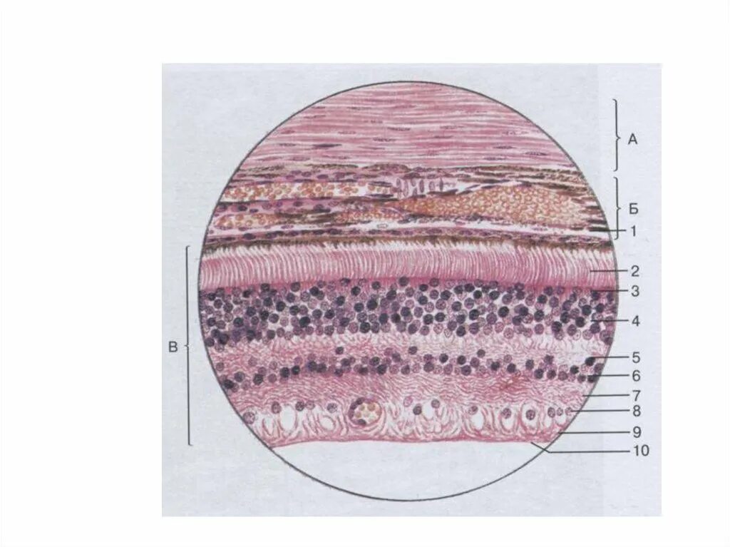 Гистологическое строение склеры. Склера сосудистая оболочка. Слои склеры гистология. Наружная оболочка глаза склера гистология.