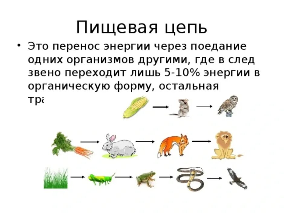 Биология звено цепи питания