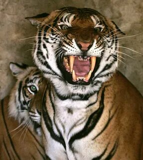 Keep it wild