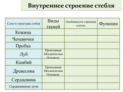 Внутреннее строение стебля дерева таблица 6 класс