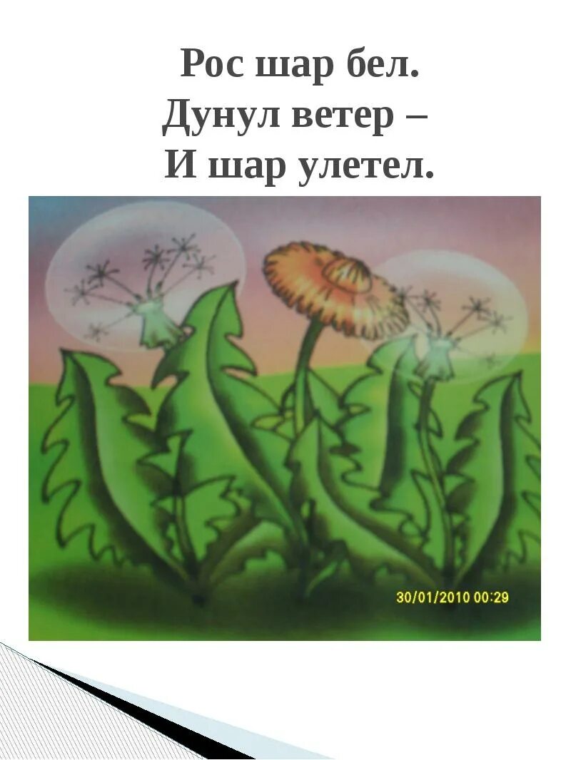 Рос шар дунул ветер. Рос шар бел дунул шар загадка. рос шар бел дунул ветер. загадка про одуванчик рос шар бел дунул. рисунки к рассказу ая эн как растут елочные шары.