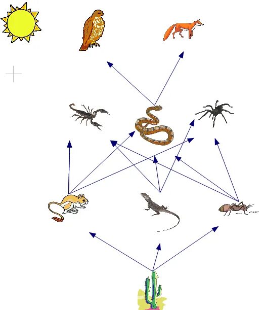 Составь цепь питания 4 класс. Схема цепи питания пустыни. Цепь питания пустыни верблюжьей колючкой. Трофическая цепь в пустыне. Пищевая цепочка пустыни схема.