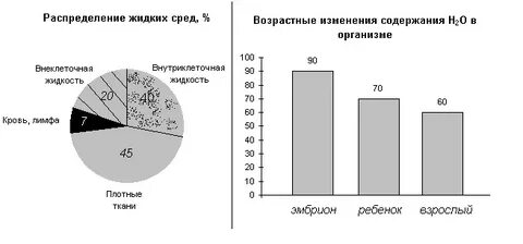 Возраст и среда