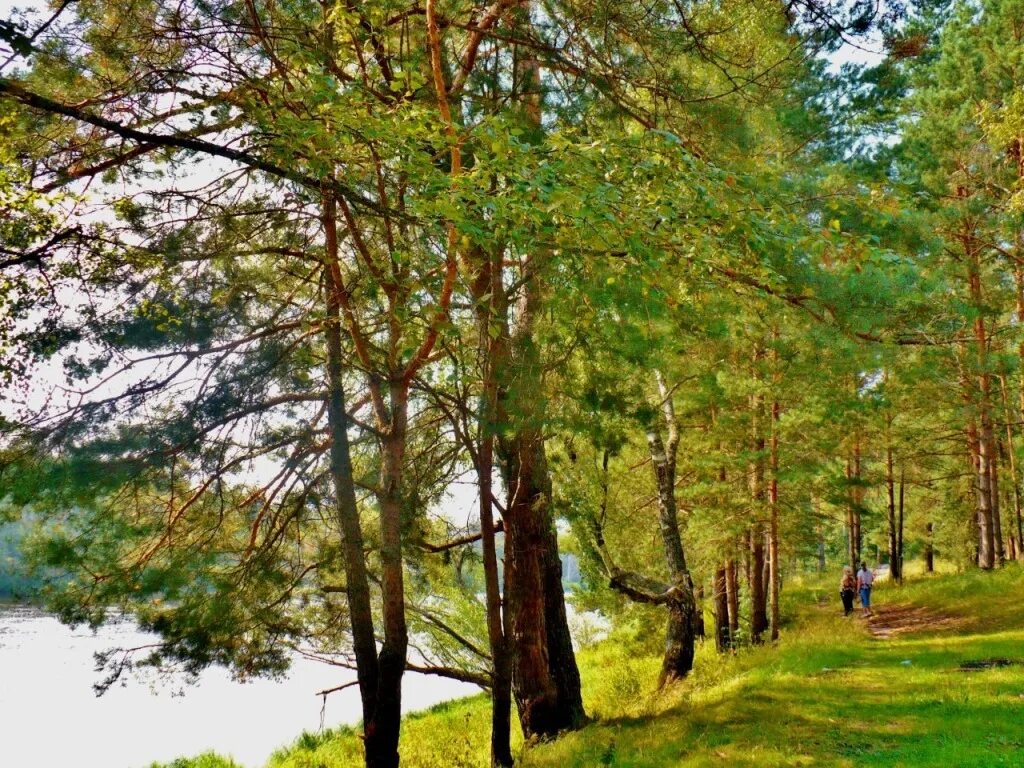 красивые русские леса. богатый лес владимирская область. русский лес нижний. русский лес горный щит. шатиловский лес.