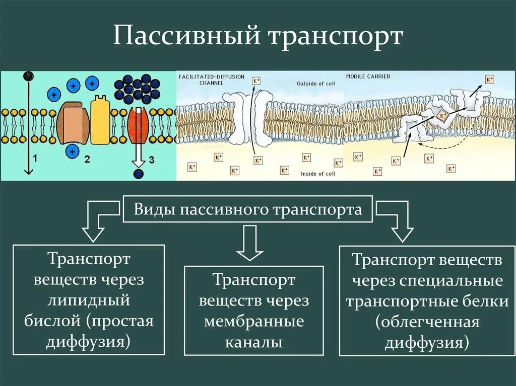 Какой вид мембранного транспорта показан на рисунке. Активный и пассивный транспорт ионов через мембрану. Пассивный транспорт веществ через клеточную мембрану. Типы транспорта веществ через клеточную мембрану. Пассивный транспорт веществ через мембрану схема.