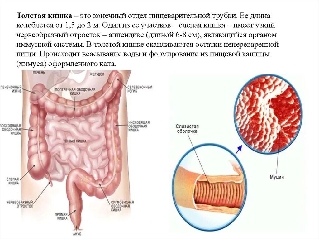 Конечный отдел пищеварительной системы. Толстый кишечник всасывание. Всасывающая функция Толстого кишечника. Функции Толстого кишечника. Толстая кишка среда