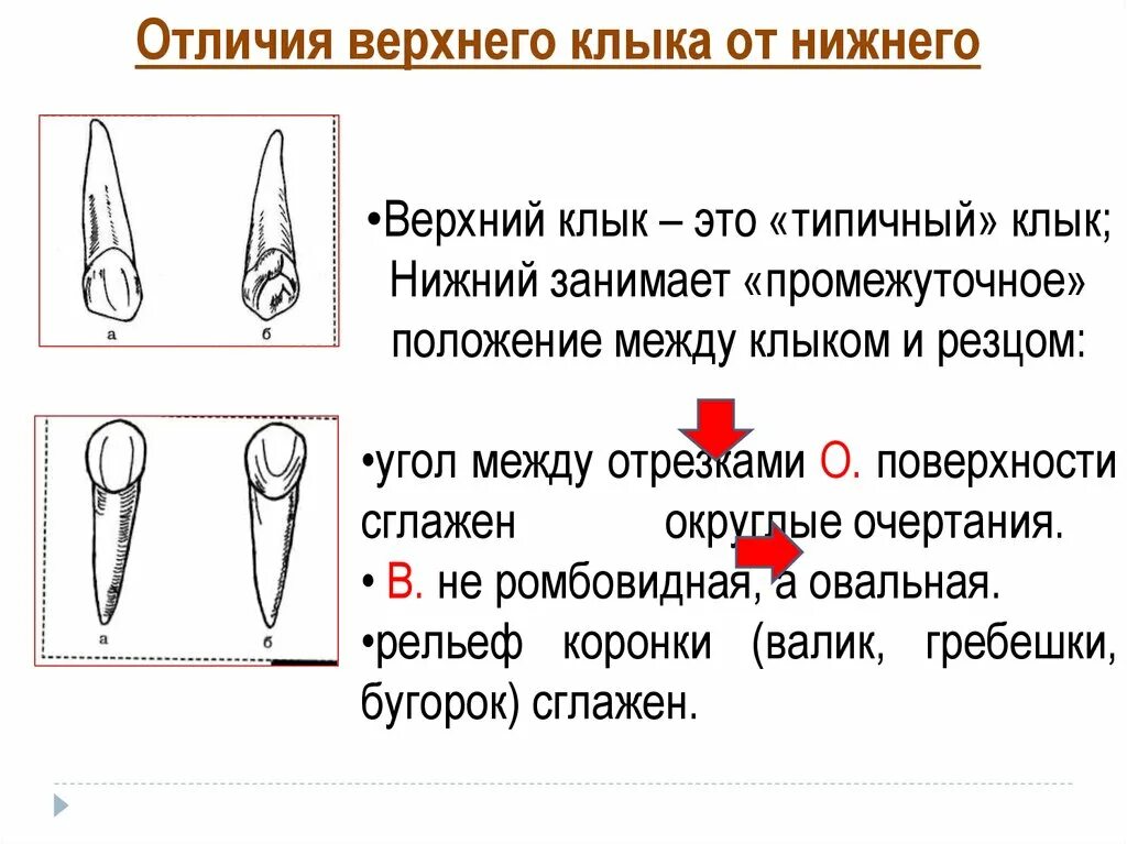 Как отличить зубы. Верхний и Нижний клык. Строение верхнего клыка. Верхний клык анатомия. Отличие верхних и нижних Клыков.