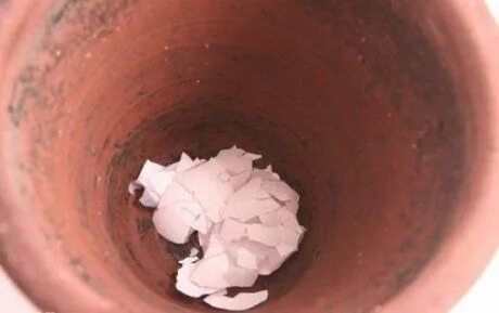 Удобрение из яичной скорлупы и уксуса