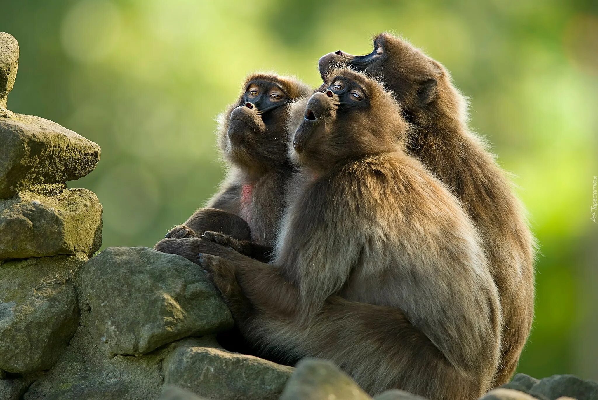 Животные 3 категории. Три обезьянки. Смешные животные. Три смешные обезьяны. Красивая обезьяна.
