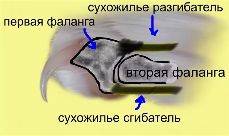 Пульпа когтя