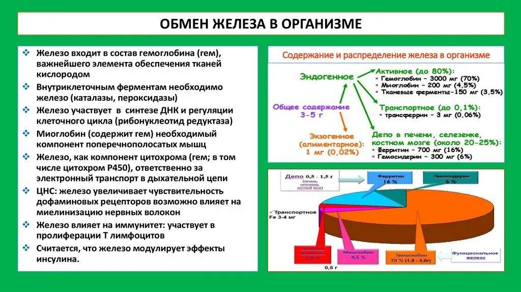 Железо входит в группу. Обмен железа в организме. Обмен железа в организме железодефицитная анемия. Обмен железа при железодефицитной анемии. Распространенность видов анемии.