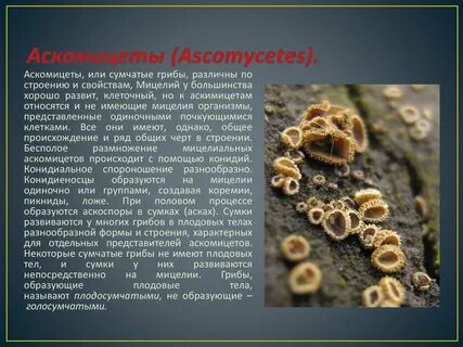 Аскомицеты представители