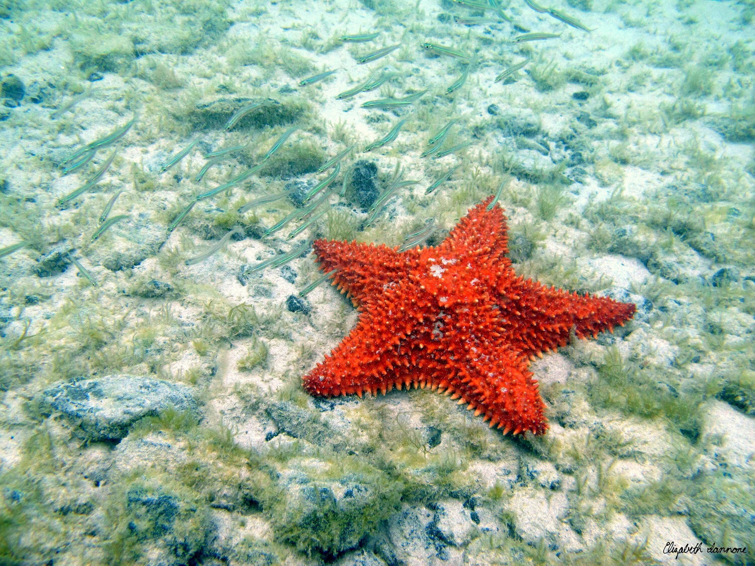 Морские звезды на дне. Морская звезда Lunckia Columbiae. Красная морская звезда, Белиз. Варадеро морские звезды. Амурская морская звезда ядовитая.