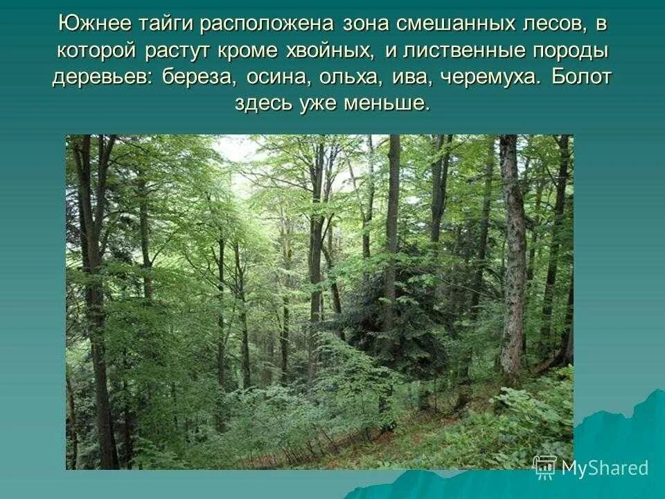 Поражает своим разнообразием. Хвойные смешанные широколиственные леса России. Лесная зона Тайга смешанные леса широколиственные леса. Широколиственные леса презентация. Леса России презентация.