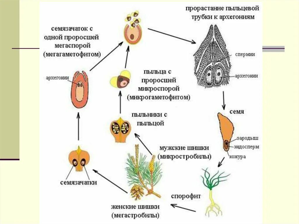 Цикл голосеменных растений схема. Цикл развития голосеменных растений. Рисунок цикл развития сосны обыкновенной. Оплодотворение голосеменных растений схема. Макроспора образуется в результате