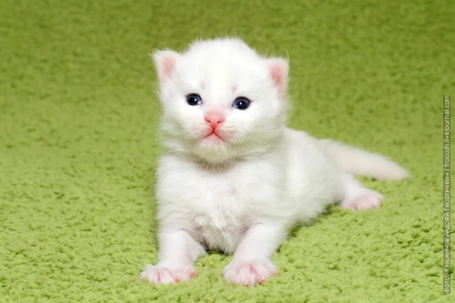 Мейн кун белый. Мейн кун белый котенок. Девочка с белым котенком. Котенок белый мрамор 2 мес. Котята новые объявления