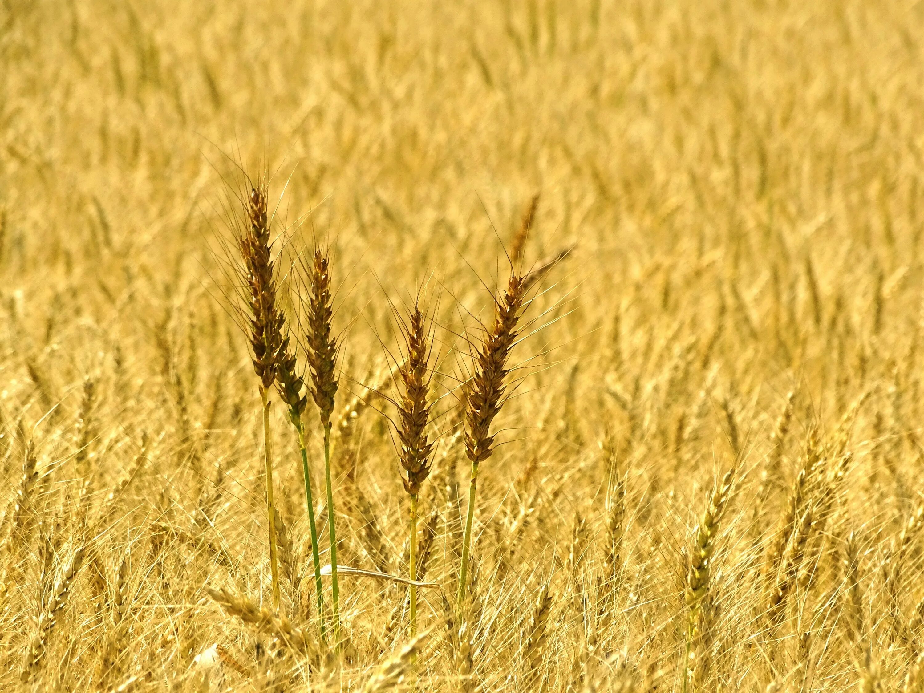Злаковые рожь. Пшеница. Пшеничное поле. Пшеница растение. Ячменное поле.