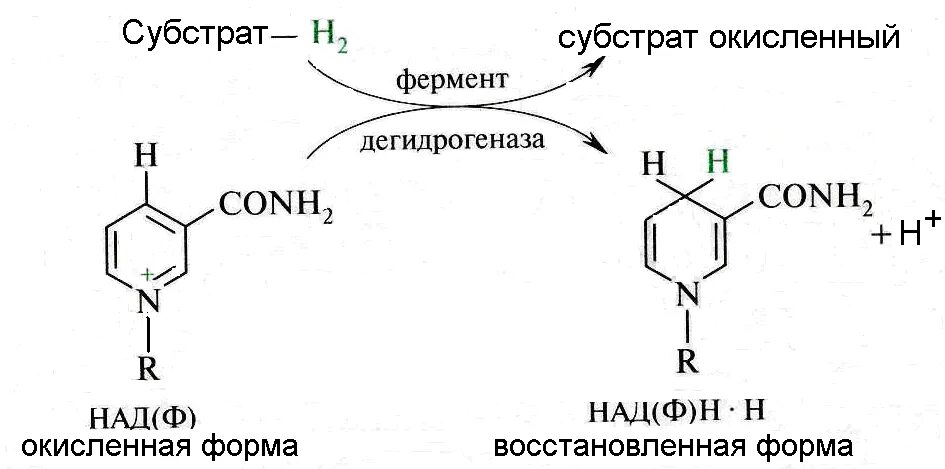 Окисленная и восстановленная форма над и НАДФ. Окисленный и восстановленный НАДФ. Строение над и НАДФ биохимия. НАДФ окисленная и восстановленная форма.