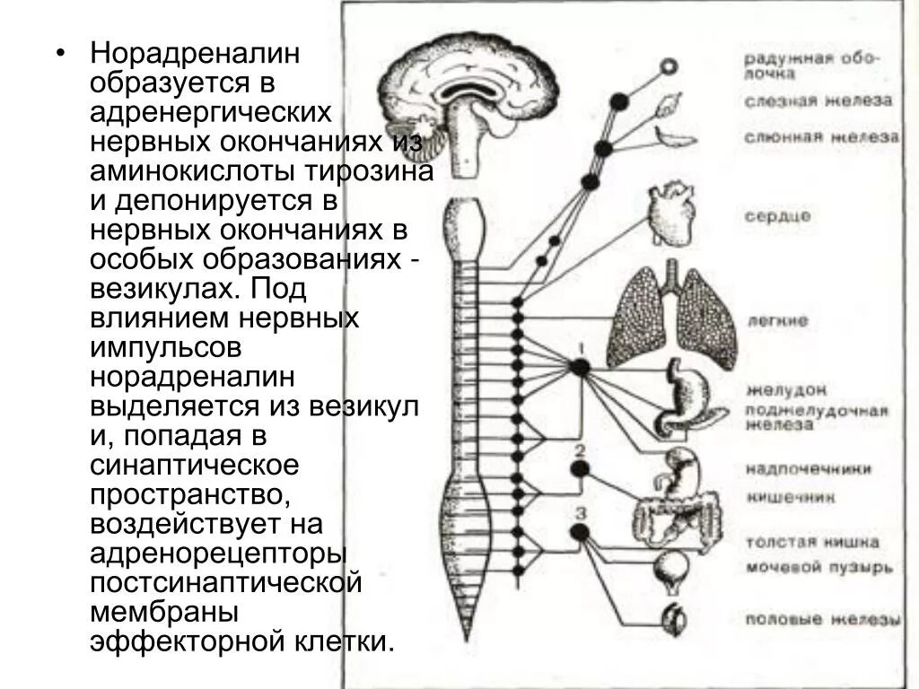 Норадреналин где вырабатывается