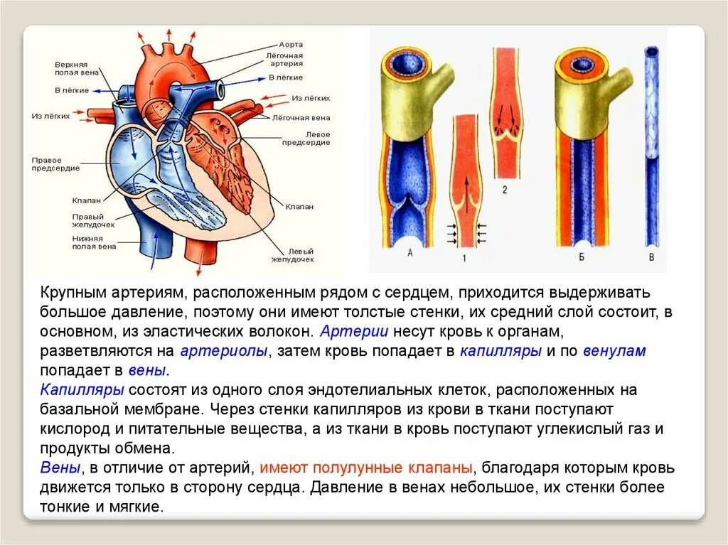 Строение сердца сосуды сердца. Строение сердца 8 класс биология. Строение сосудов артерия Вена капилляр. Кровеносные сосуды биология 8 класс.