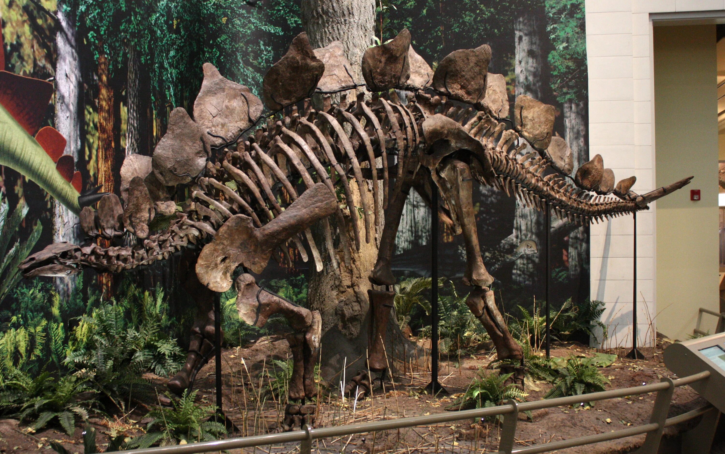 Nanuqsaurus hoglundi. Динозавры вымерли. Покажи живых динозавров. Живые динозавры. Покажи живых динозавров.