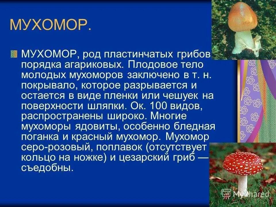 Какой тип питания характерен для мухомора пантерного. Мухомор доклад. Рассказ о грибе мухомор. Мухомор краткое описание. Информация о мухоморе.