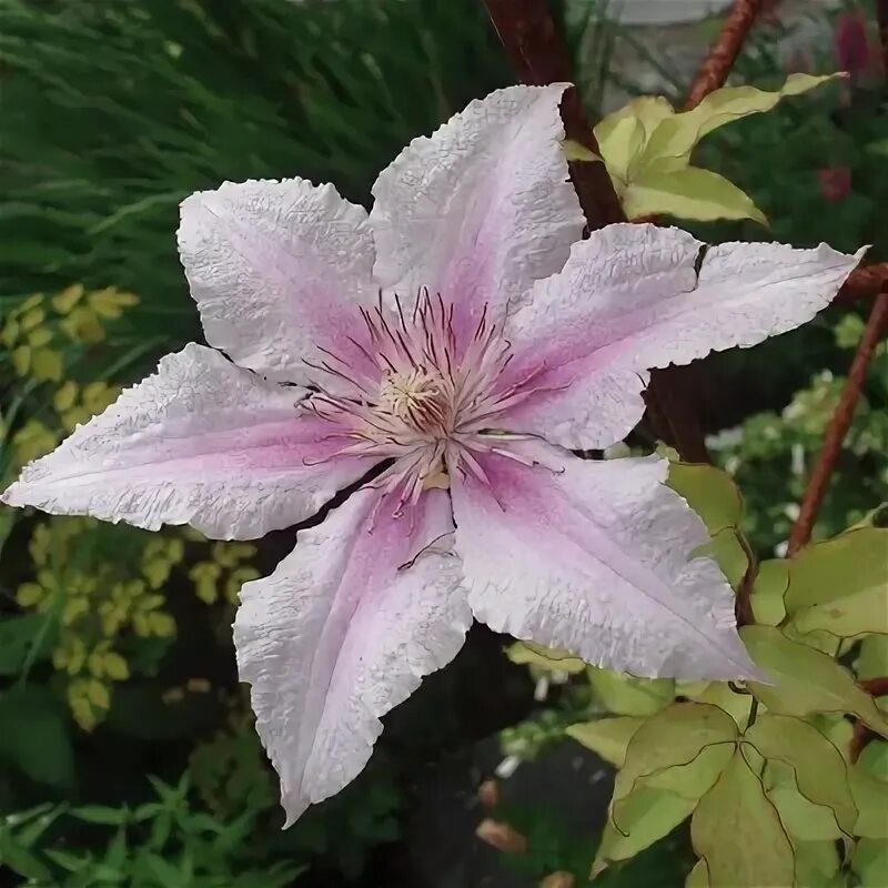 Clematis 'Marmori' - Clematis viticella 'Marmori' - Baumschule Horstmann Clemati