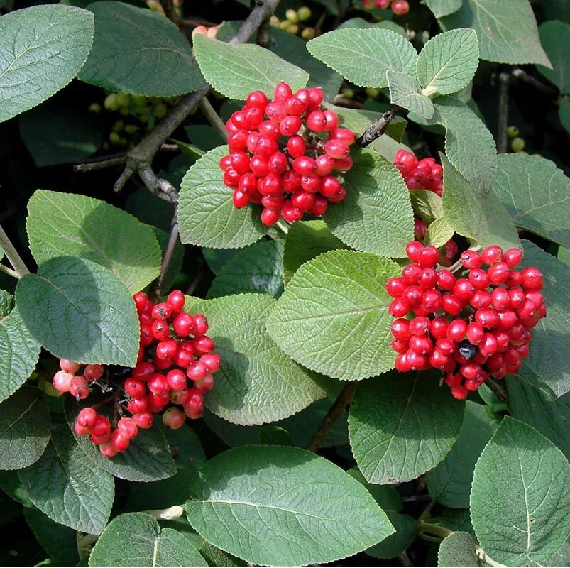 Калина гордовина или гордовина обыкновенная (Viburnum lantana) 1 кг семян купить