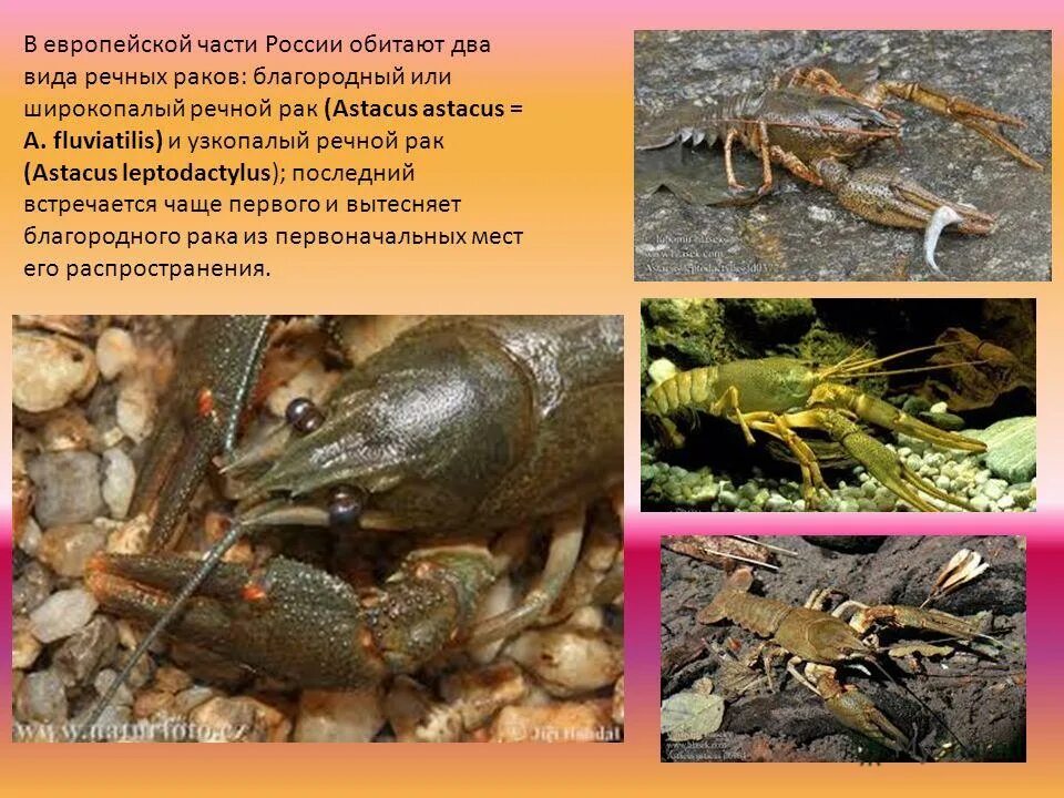 Какую функцию выполняет жабры у широкопалый рак
