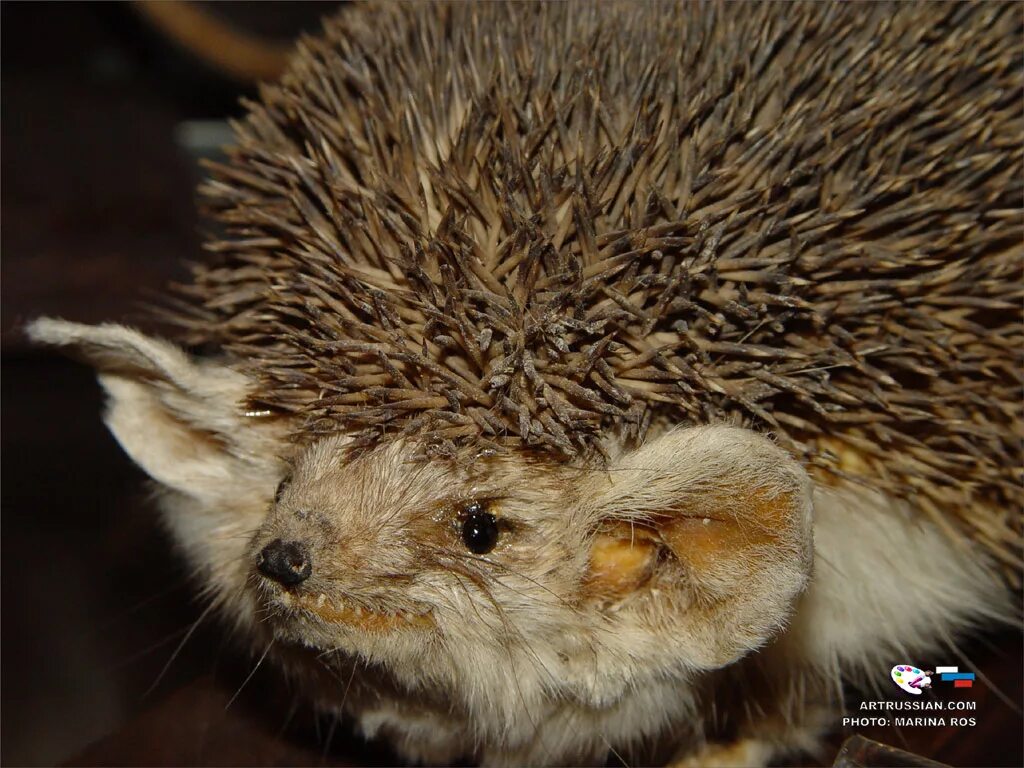 Ну ежика