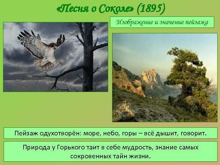 Рассказ о соколе. Рассказ о соколе