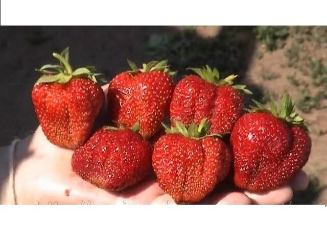 Клубника сорт пегас. Земляника тенира. Клубника великобритания. Strawberry grading. Strawberry grading.