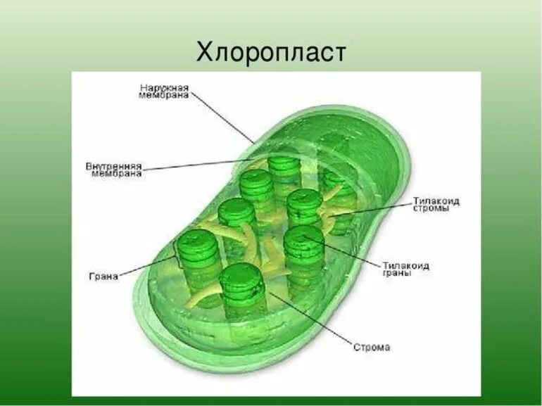 В клетках водорослей содержится. Хлорофилл в хлоропластах. Строение хлоропласта 3д. Хлоропласты зеленые пластиды. Клетка растения хлоропласты.