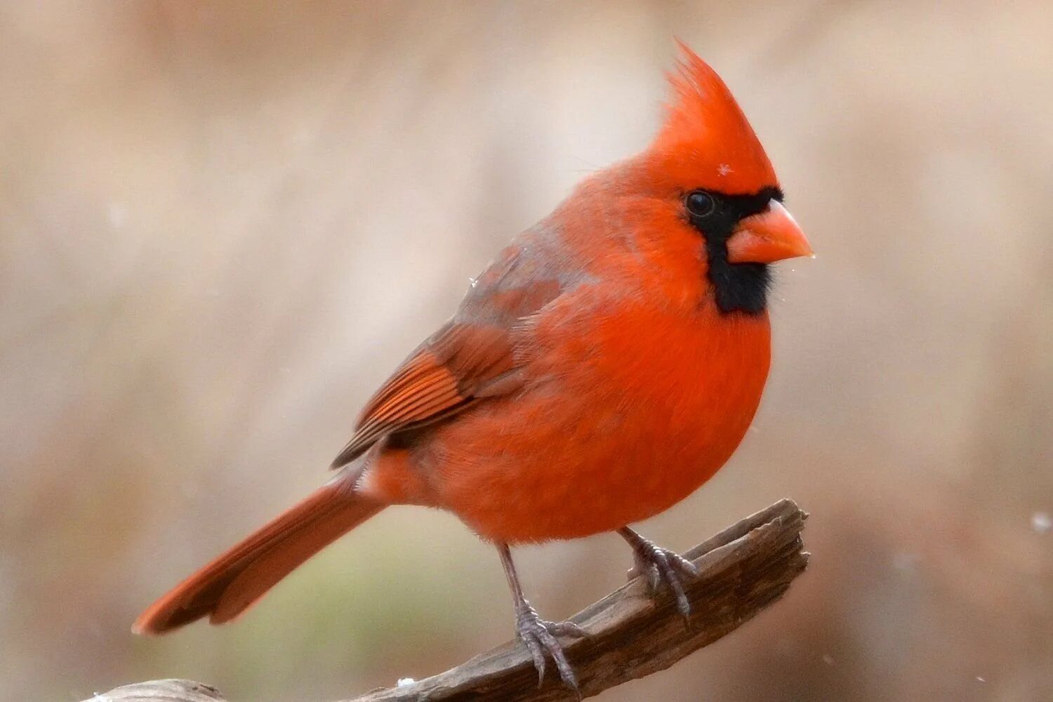 Птица маленькая оранжевая. Виргинский Кардинал. Красный Кардинал ред. Птица красный Северный Кардинал. Оранжевый Кардинал птица.