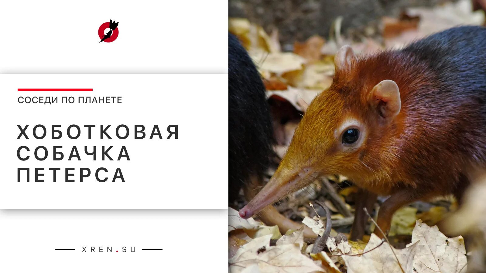 Где обитает хобот кавая собачка. Собачка петерса. хоботковая собачка петерса гнезда. хоботковая собачка петерса интересные факты. собачка петерса красная книга.