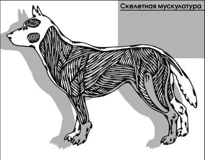 Миозит у собак