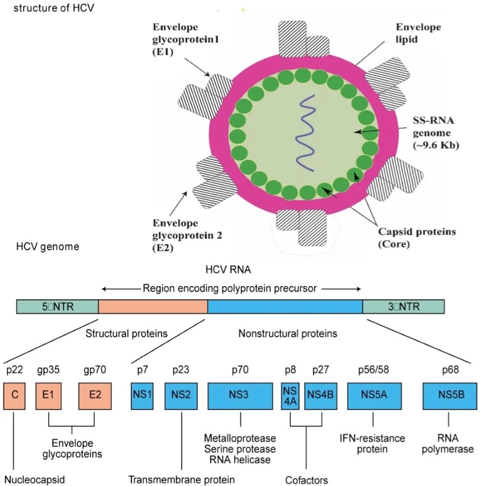 Вирус HCV. Вирус гепатита в. Гепатит b РНК. Вирус гепатита c. Hcv 1 2