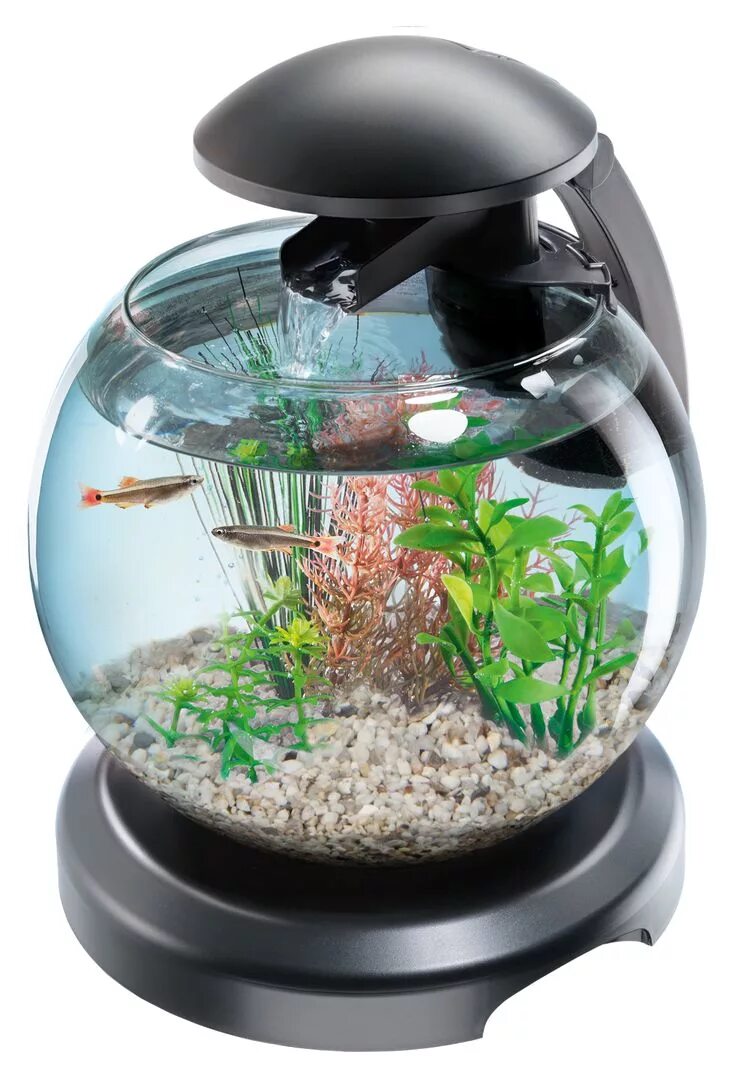 Аквариум с чего начать. Аквариум tetra cascade globe. аквариум tetra cascade globe 6.8. аквариум tetra cascade globe black 6,8 л. аквариум tetra cascade globe black 211827.