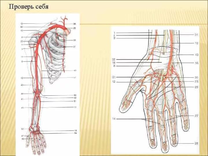 Схема ветвления артерий верхней конечности. Артерии верхней конечности анатомия атлас. Схема кровоснабжения верхней конечности. УЗИ анатомия артерий верхних конечностей. Кровообращение верхней конечности