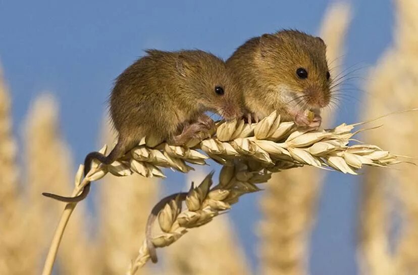 Полевая мышь Apodemus agrarius. Гнездо мыши малютки. Полевка хомяк. Рыжая мышь полевка.