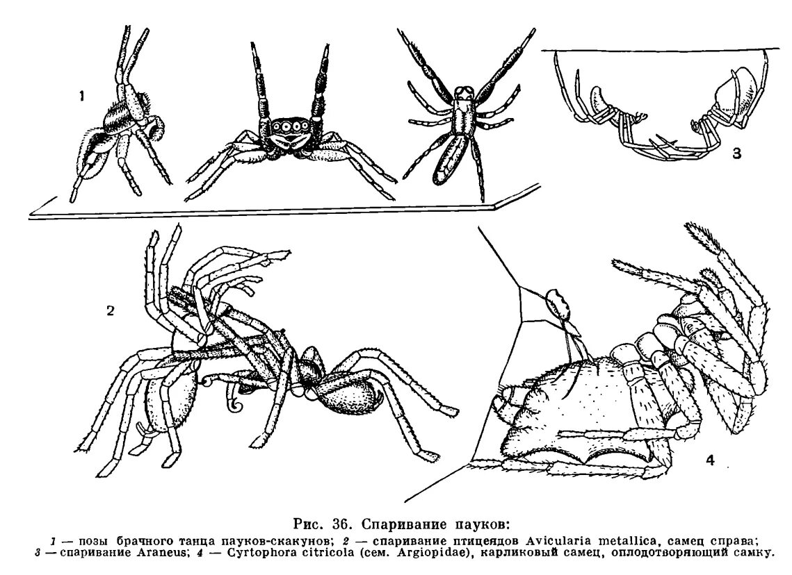 Спаривание пауков птицеедов схема. Паук крестовик размножение. Размножение паукообразных схема. Как спариваются пауки схема.