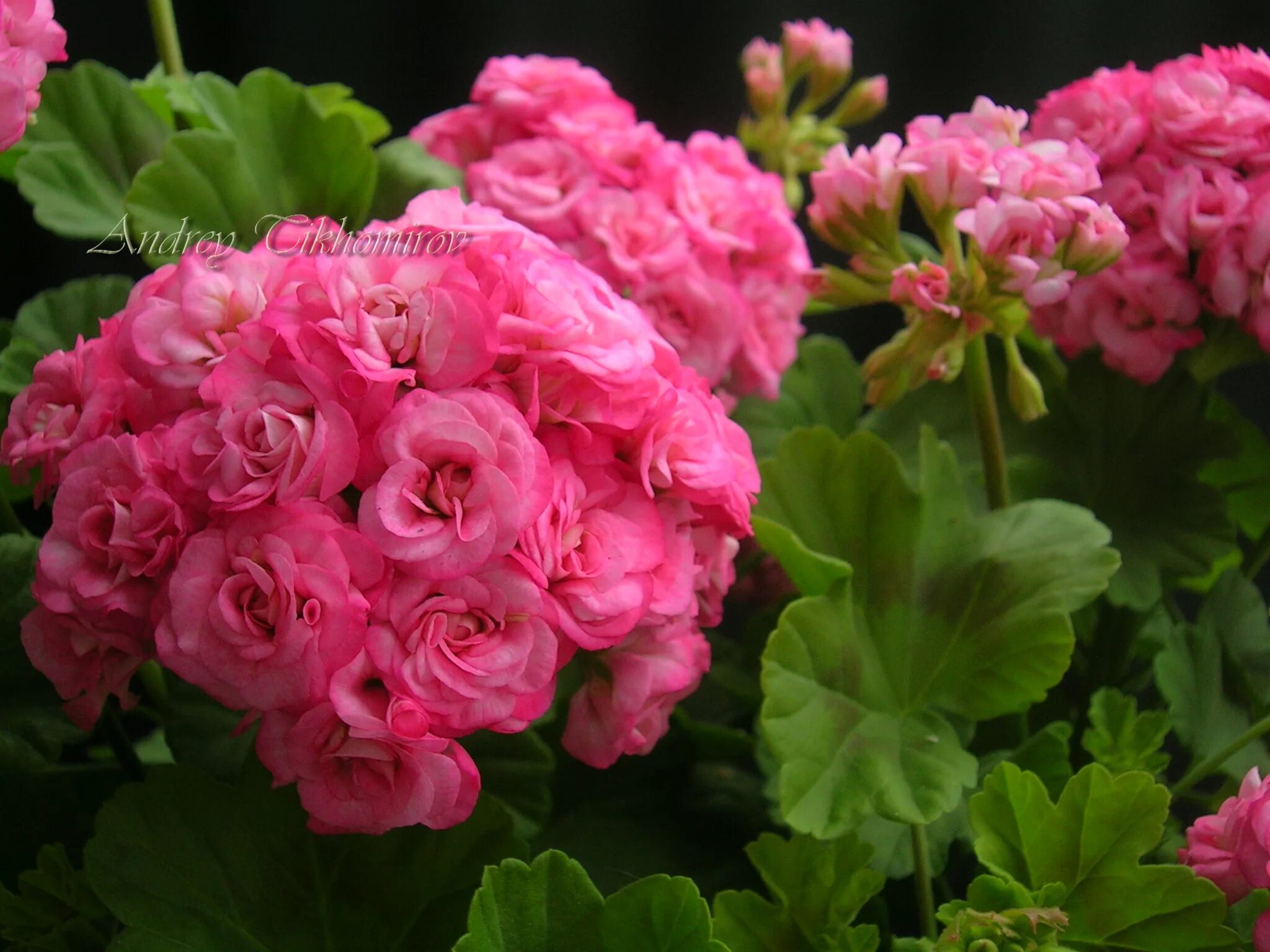 Пеларгония антик Роуз. Герань Grainger's Antique Rose. Miss Rose пеларгония.
