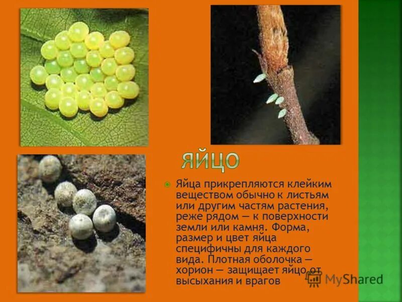 клейкое вещество. средство клей алт 135г от грызунов. самое липкое вещество в мире. смазка универсальная антикоррозийная! аналог wd-40\ 200мл. клей от грызунов alt 135г.