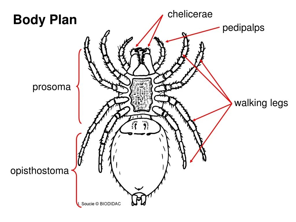 Body plan. Pedipalps. Body plan. Terminology. Parts of back.